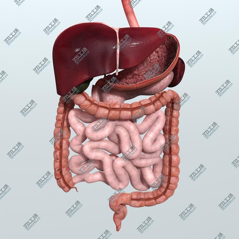 images/goods_img/202105073/Realistic Human Digestive System/2.jpg